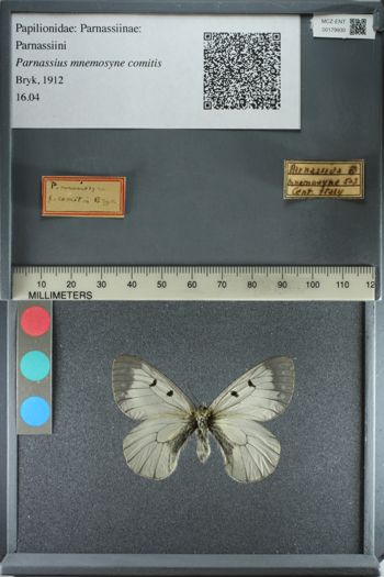 Media type: image;   Entomology 179930
